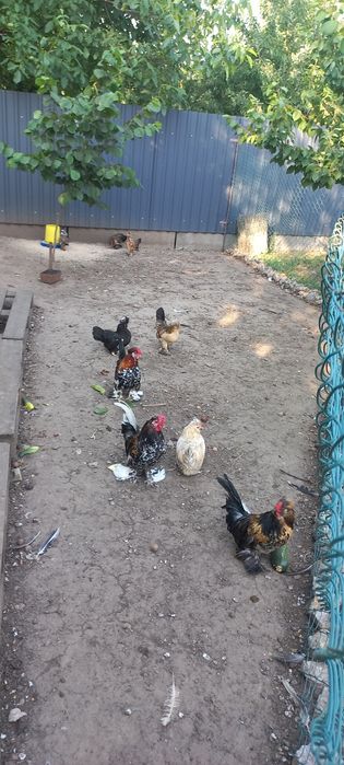 Алтайська бентамка  півники