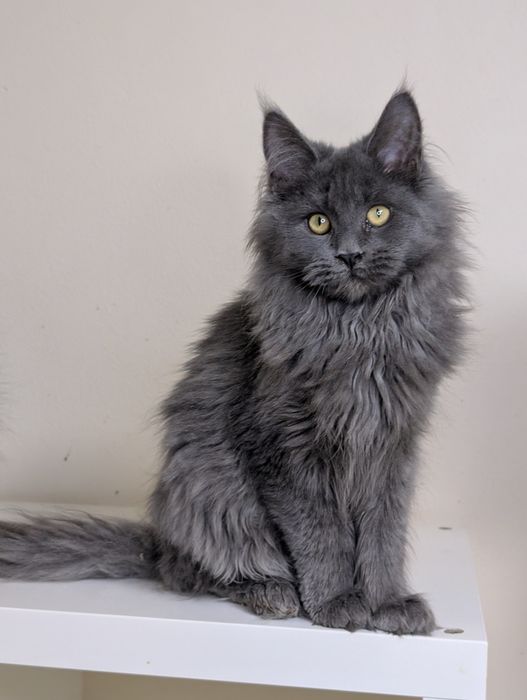ELSA niebieska kotka Maine Coon. Zapraszamy