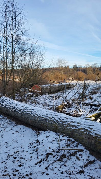 Drzewo topola na sprzedaż