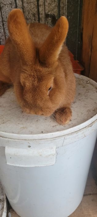 Nowozelandzkie czerwone