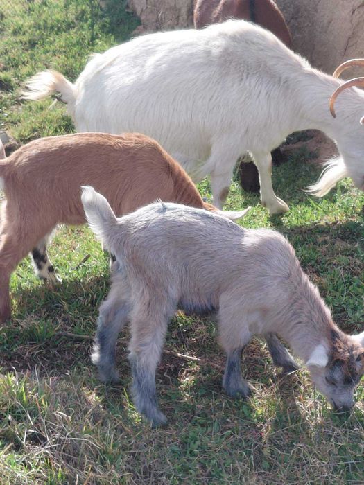 Альпійські чистокровні кози