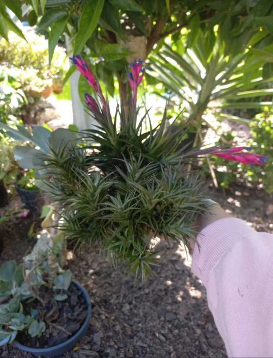 Planta aérea com flor