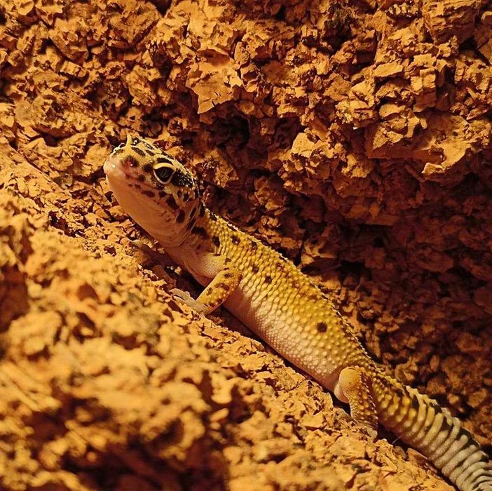 Gekon Lamparci gekony