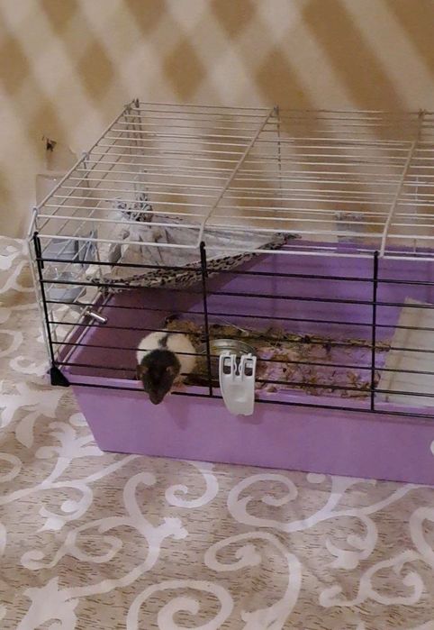 Продам клітку для гризунів