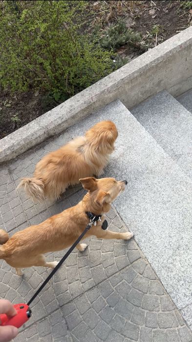 Opieka nad zwierzętami Warszawa | Domowa atmosfera | 1 pupil na raz | Присмотр животных | Petsitting