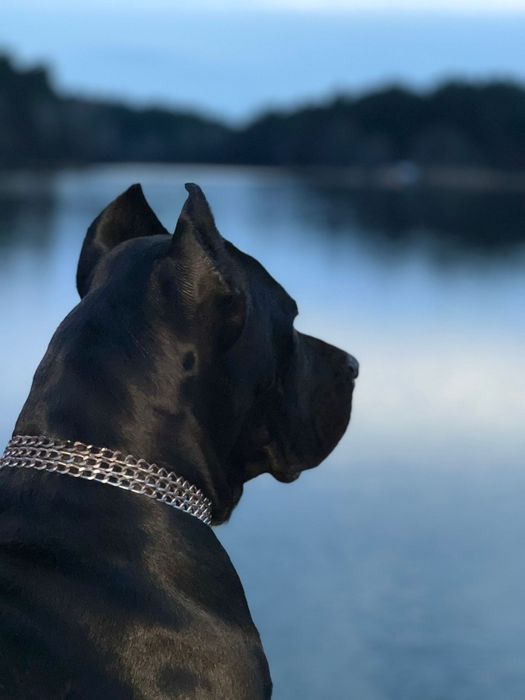 Szczeniak  cane corso   PIEKNE !