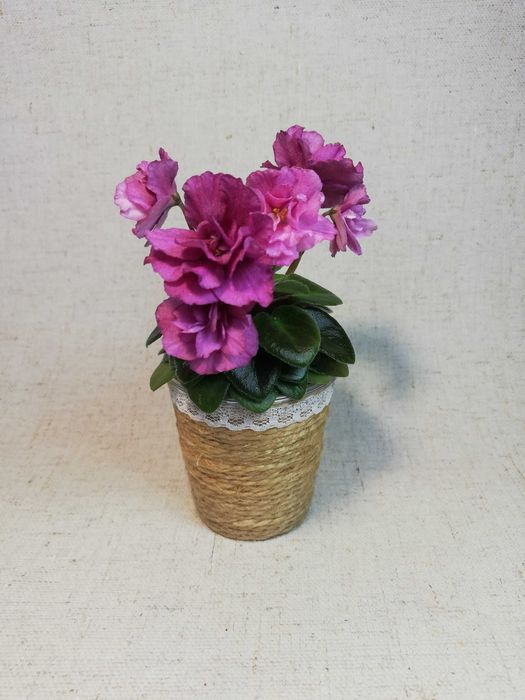 Фиалка мини Jolly Victory (H. Pittman)