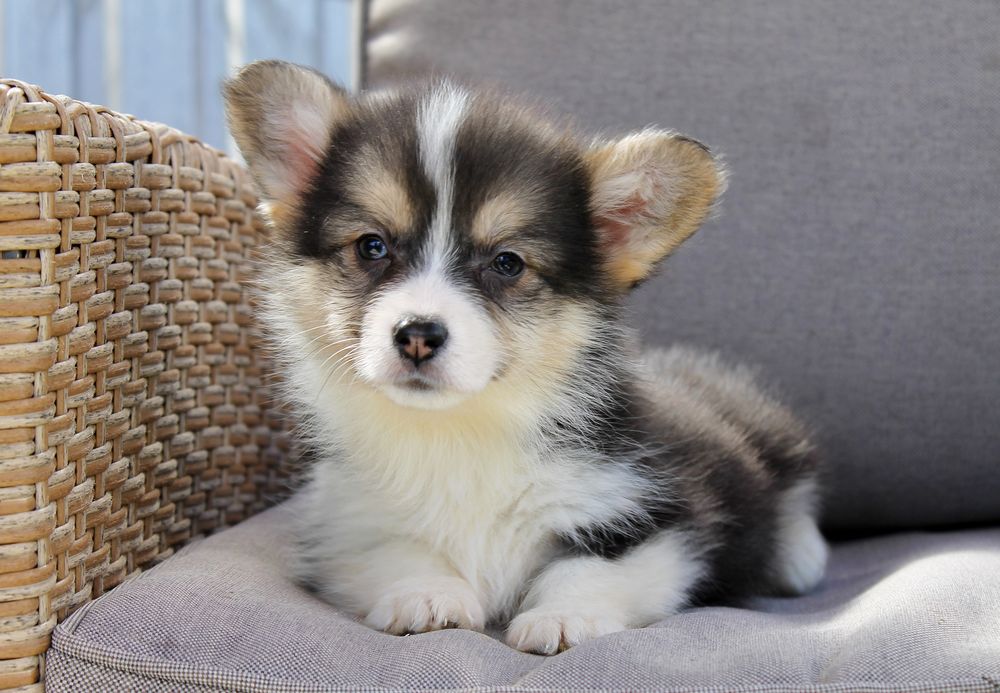 Корги пемброк с хвостиками и без Киев