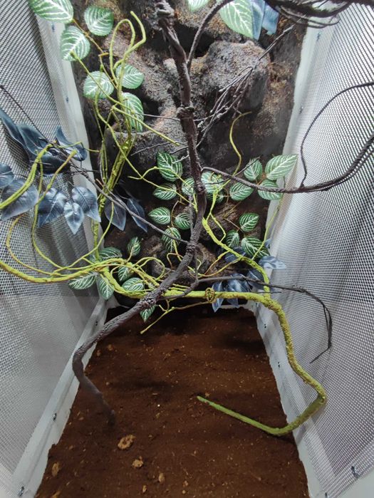 Terrarium nr716  tropikalne dla kameleona 50/50/100 DOSTĘPNE