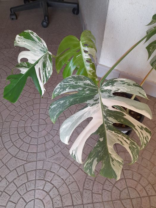 Monstera Variegata Albo