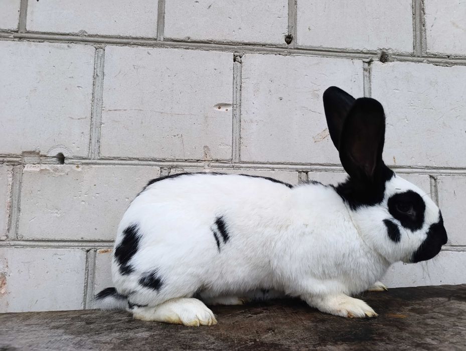 Króliki króle królik olbrzym belgijski srokacz niemiecki samica samiec