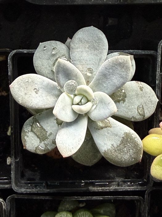 Кімнатні сукуленти з власноі колекціі