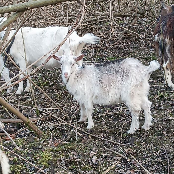 Козенята 5  місяці – альпійська, ламанча, зааненська породи
Продаємо