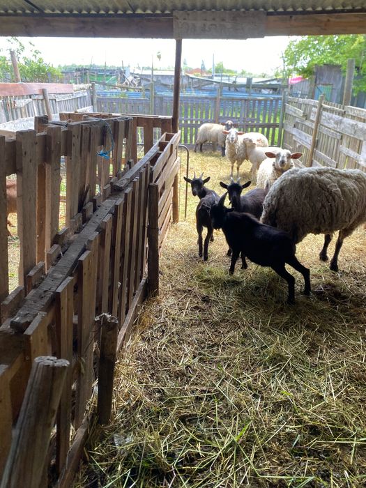 Cabras anãs para venda