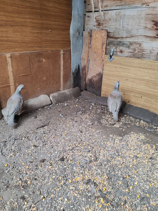 Продам фазанів мисливських