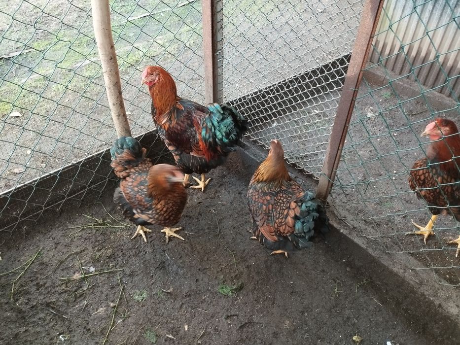 Vendo ovos de várias raças