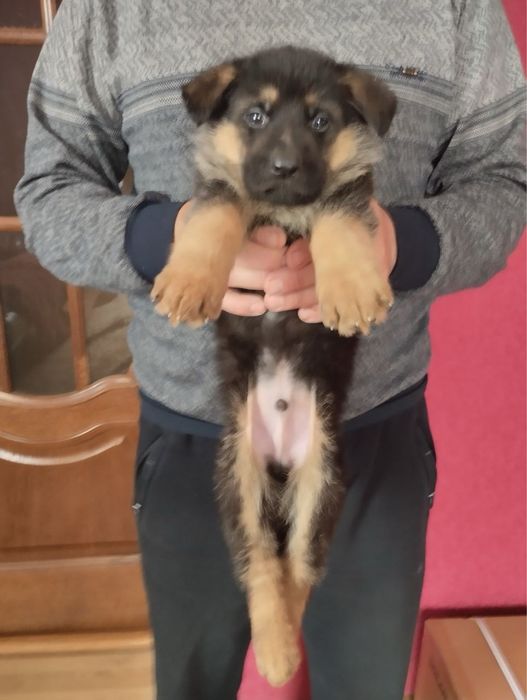 Продам щенят Німецької вівчарки