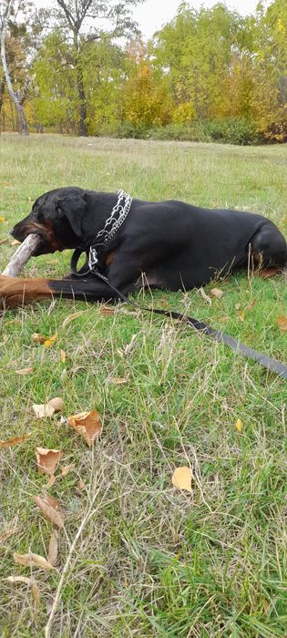 Вязка добермана .