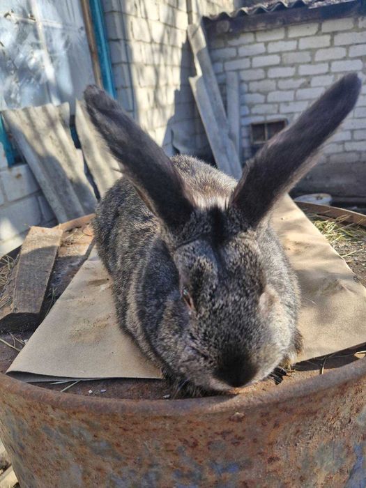 Продаються кролі для разплоду, породи французький баран вік 8 місяців.