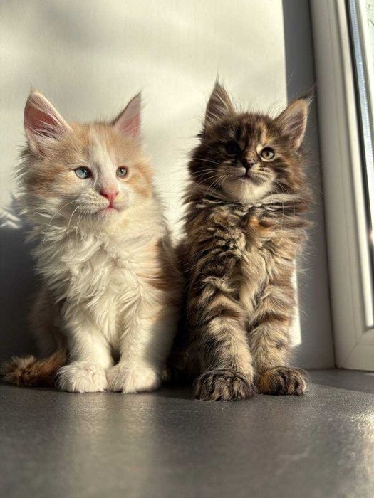 Котик мейн кун готовий до броні зі всіма документами