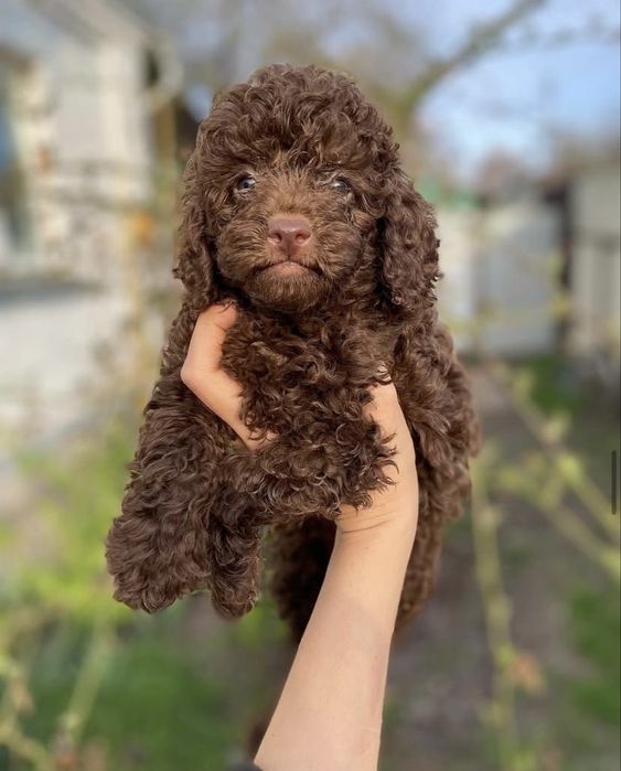 Шоколадная девочка Чанга