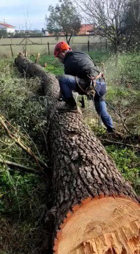 Corte  e abate de árvores em situação difícil.