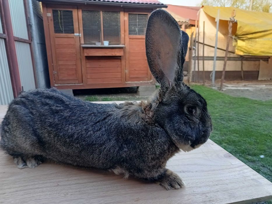 Królik BOS samiec