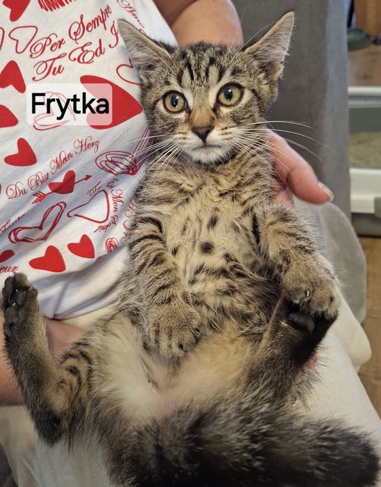 12 tygodniowe kociaki do adopcji.