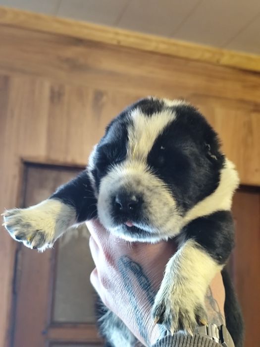 Щенки Алабая ребята звоните