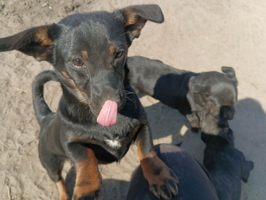 Dwie urocze suczki do oddania