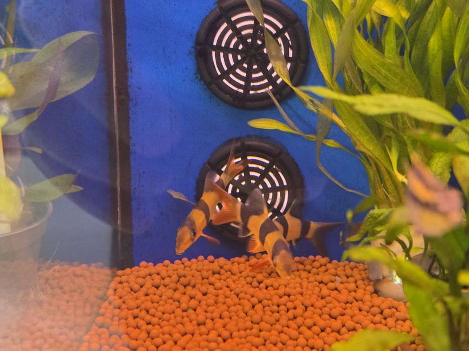 Botia Palhaço (Botia Macracantha)
