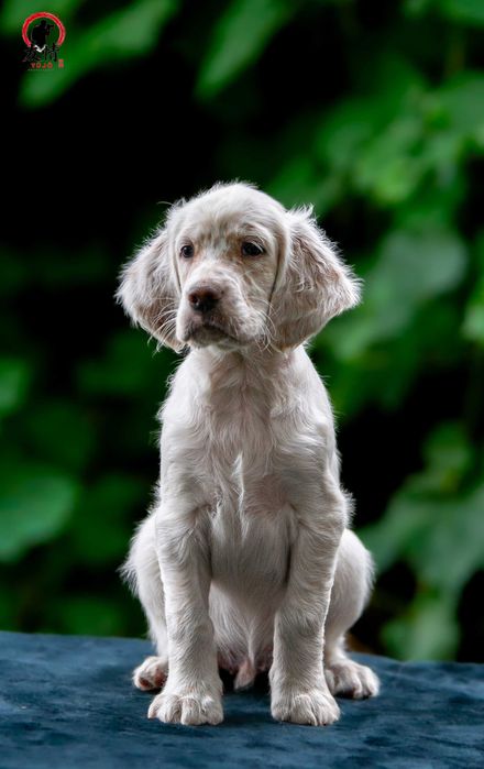 APATYT Antique Dogs FCI Seter Angielski