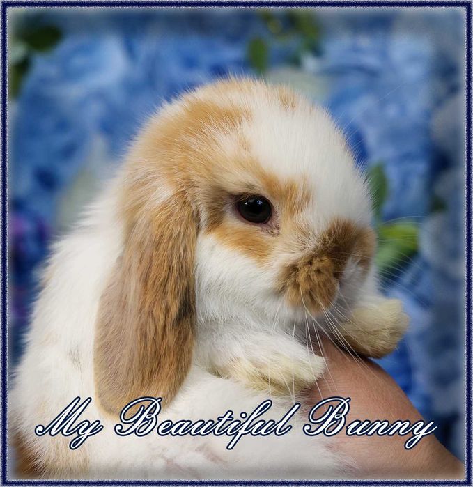 Piękny Młody Króliczek Mini Lop - Orange Butterfly