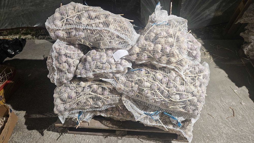 Czosnek Harnaś 6,5 cm-7,0 cm 60 szt