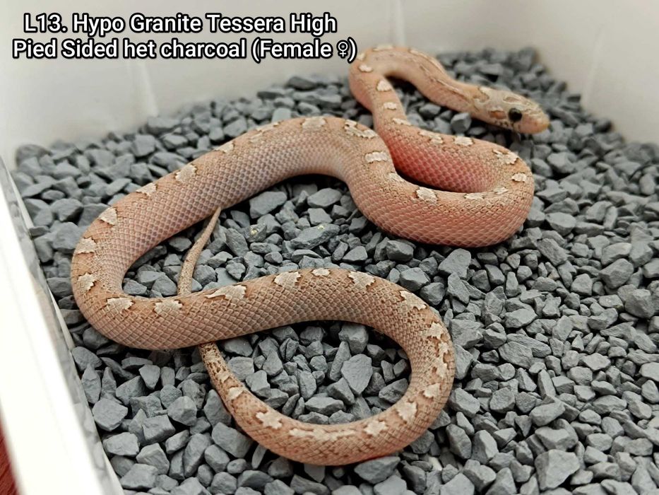 Wąż zbożowy Hypo Granite Tessera High Pied Sided het charcoal