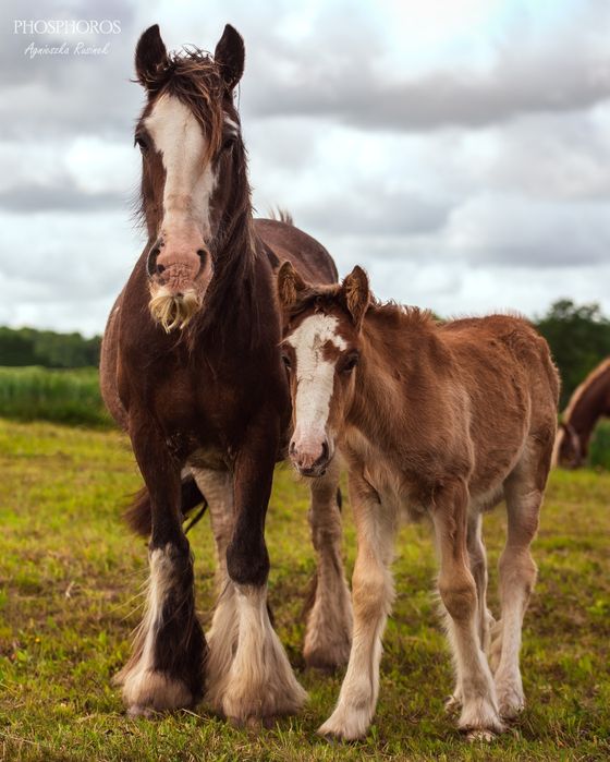 Solaris - ogierek irish cob 2025