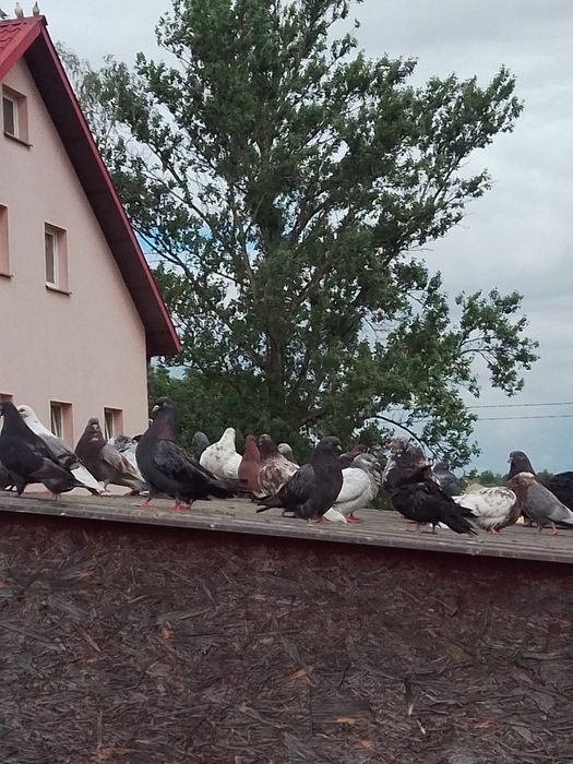 Sprzedam gołębie