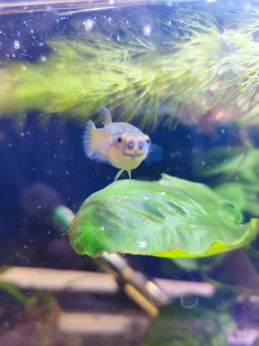 Bettas selvagens antuta s type