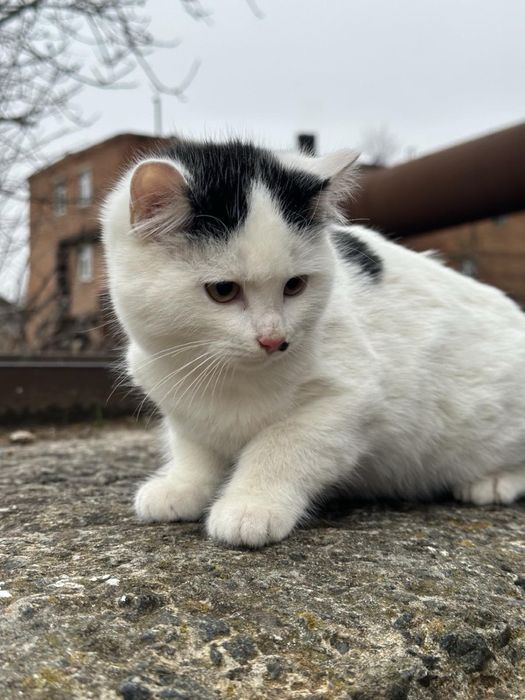 Котик безкоштовно, кіт 3 місяця, кошення