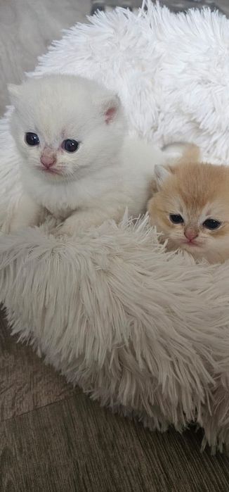 Британскі котенята