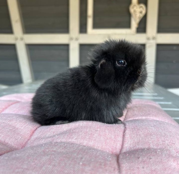 Mini lop NHD чорна шиншила, декоративні висловухі карлики! З документами!