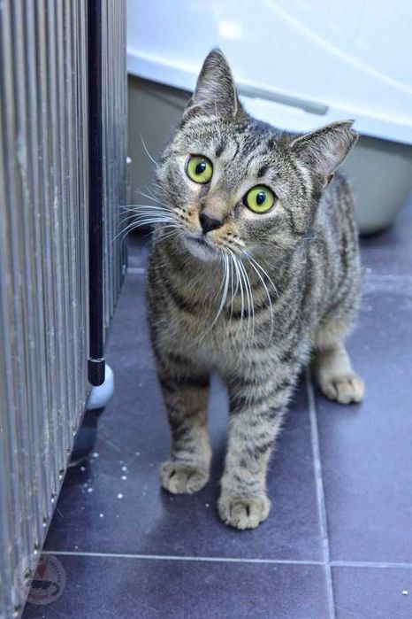 OMODA - cudowny koci anioł szuka domu