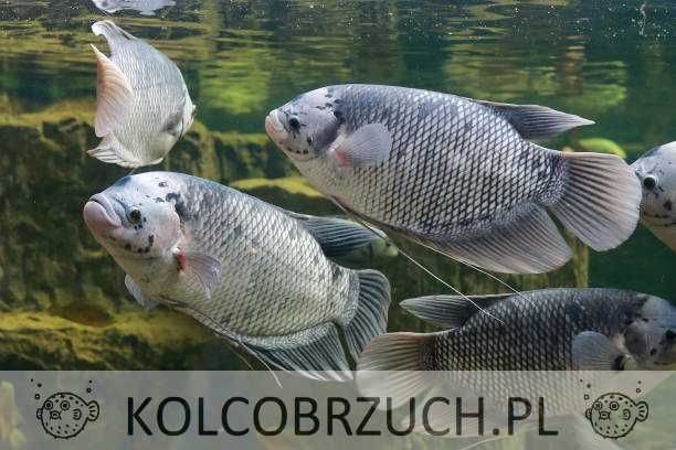 Gurami olbrzymi - Osphronemus gorami - dowóz, wysyłka