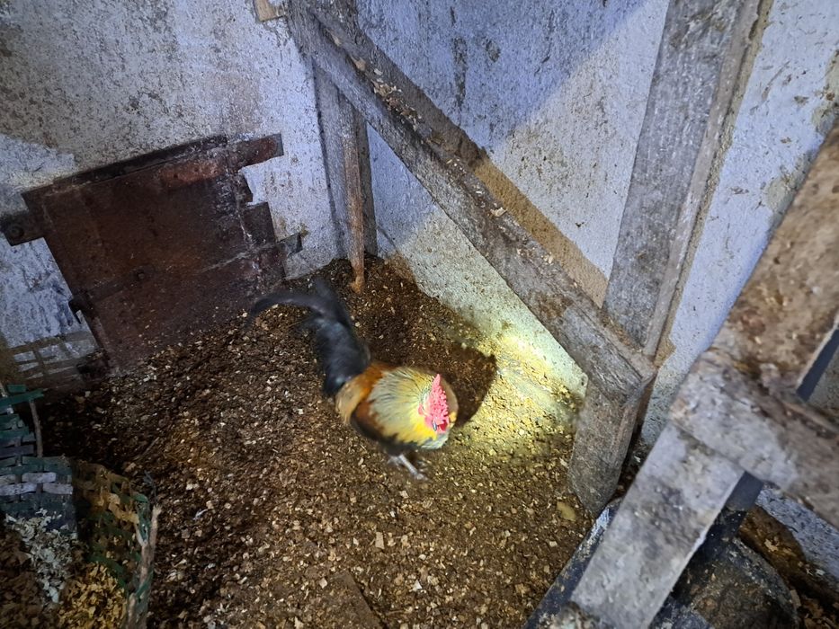 Kogutki Liliputki mini