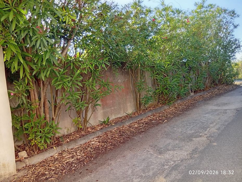 Quintinha com casa em pedra para recuperar – Presalves, Montemor-o-Velho