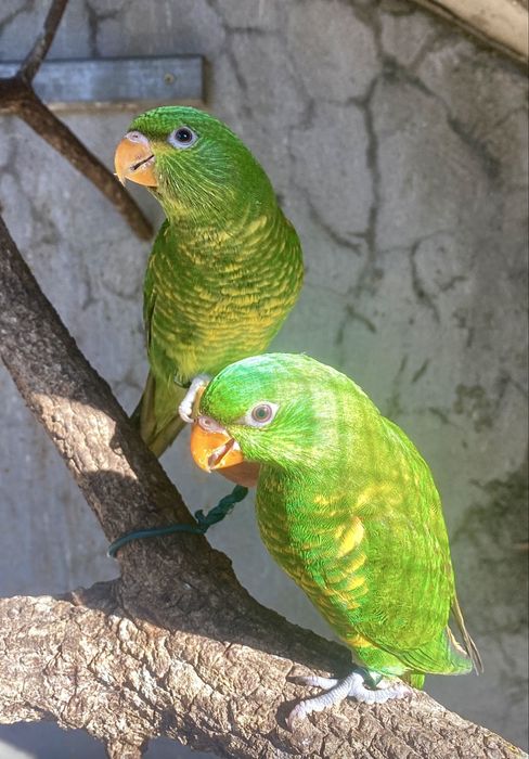 Casal Trichoglossus chlorolepidotus