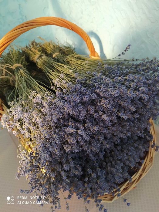 Лаванда Англійська вузьколистна гілочки та молоді саджанці