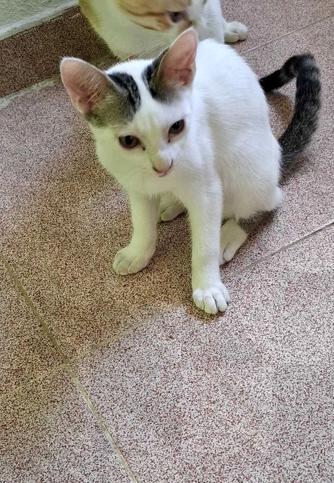 Gatinho para adoção