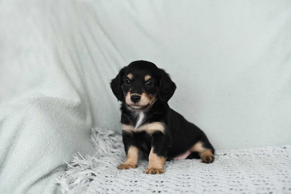 Doxiepoo-jamnik miniaturowy x pudel miniaturowy-piuekjna dziewczynka