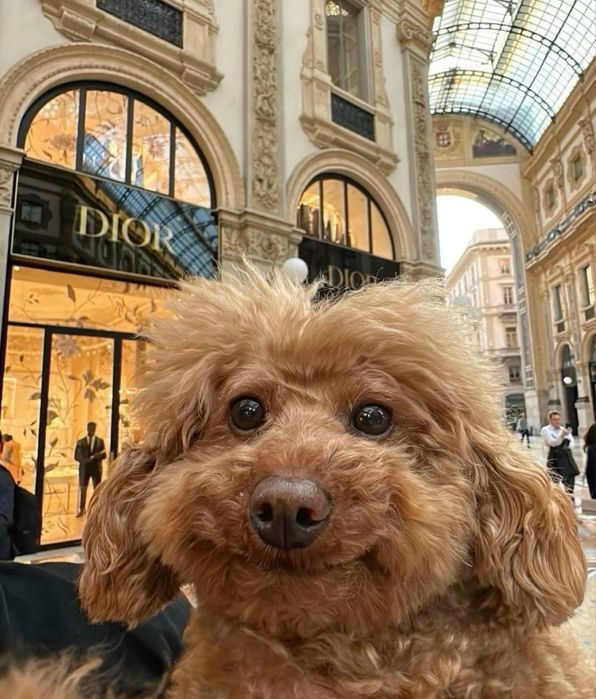 Мальтипу премиум мини с документами